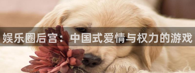 狗子28官网：娱乐圈后宫：中国式爱情与权力的游戏