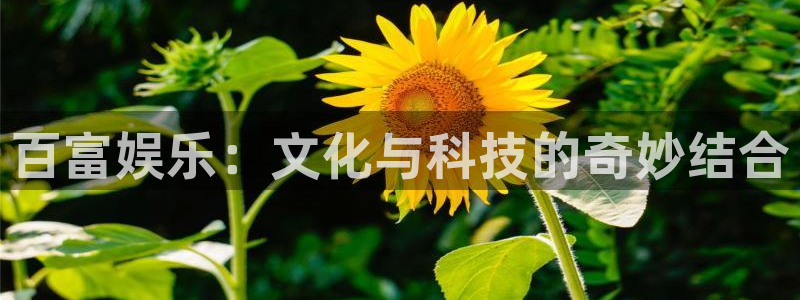狗子28官网：百富娱乐：文化与科技的奇妙结合